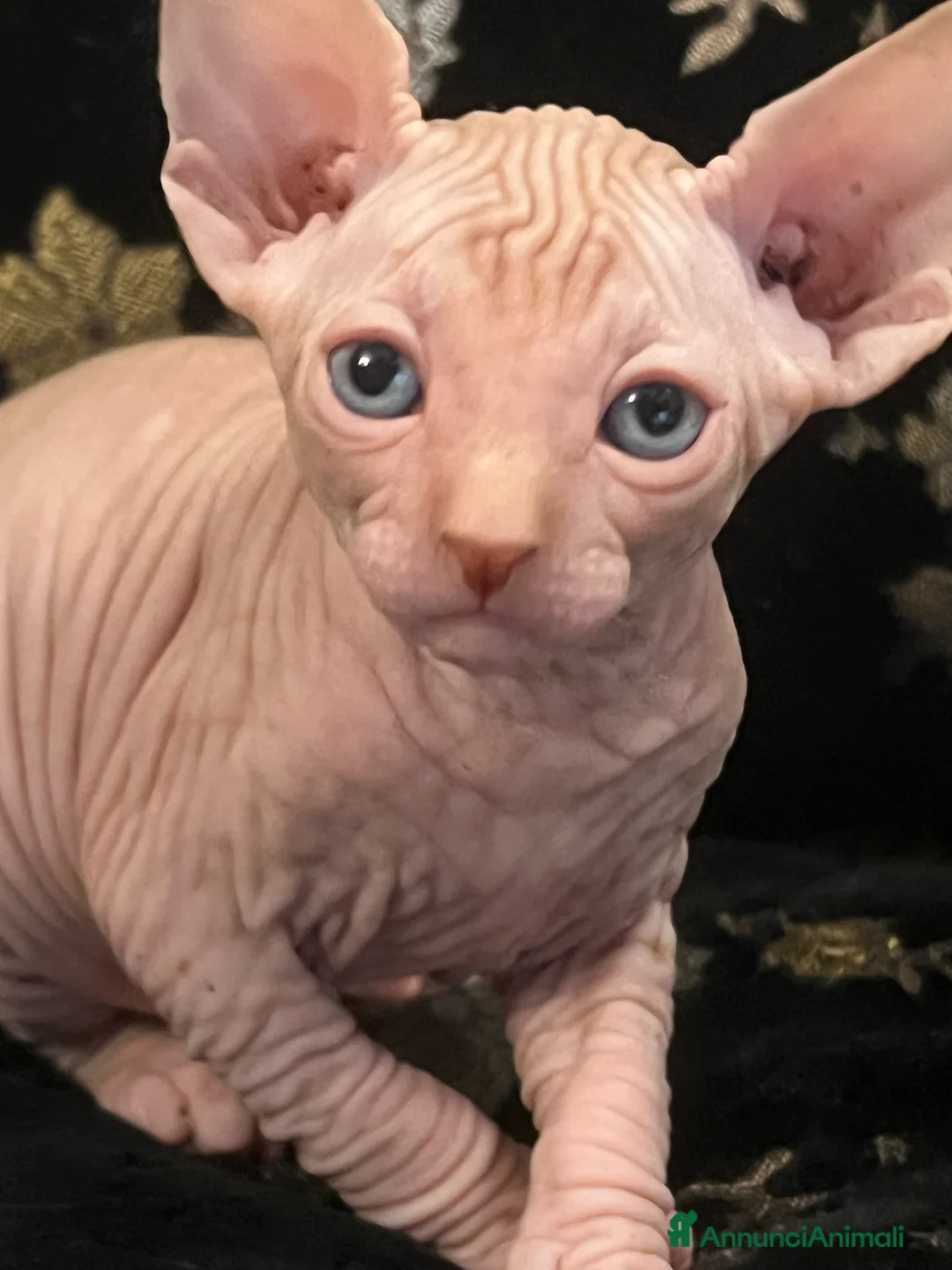 Sphynx gatti in vendita: Sphynx  a Città metropolitana di Roma Capitale - Annuncio 4