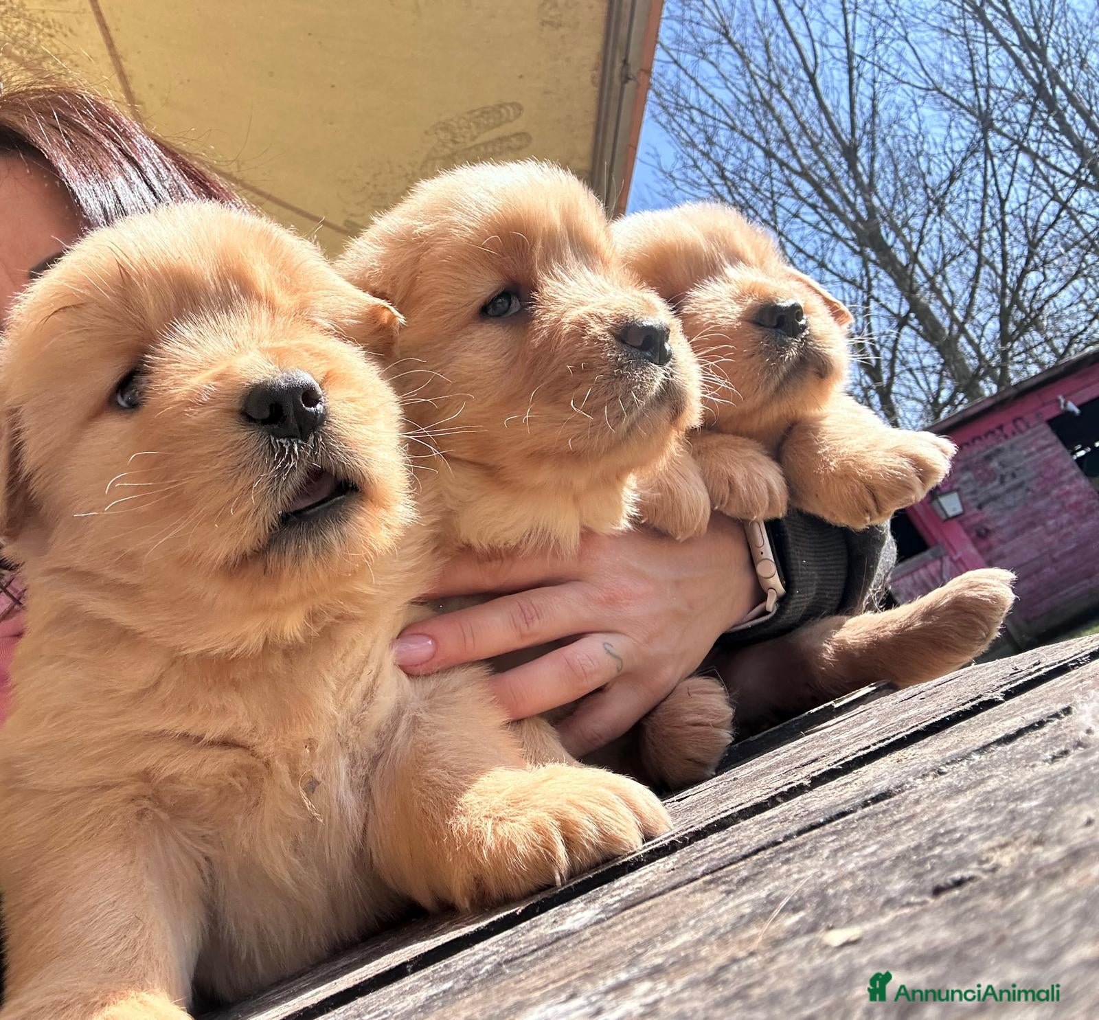 Golden Retriever cani Golden Retriever cuccioli con pedigree - Annuncio 1