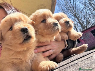 Golden Retriever cani Golden Retriever cuccioli con pedigree - Annuncio 9