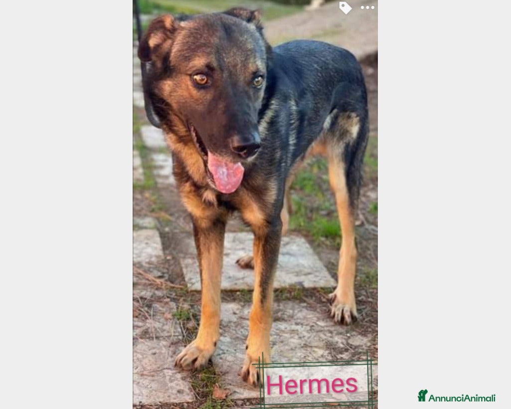 Meticcio cani Hermes, dolcissimo, taglia media  a Roma - Annuncio 3