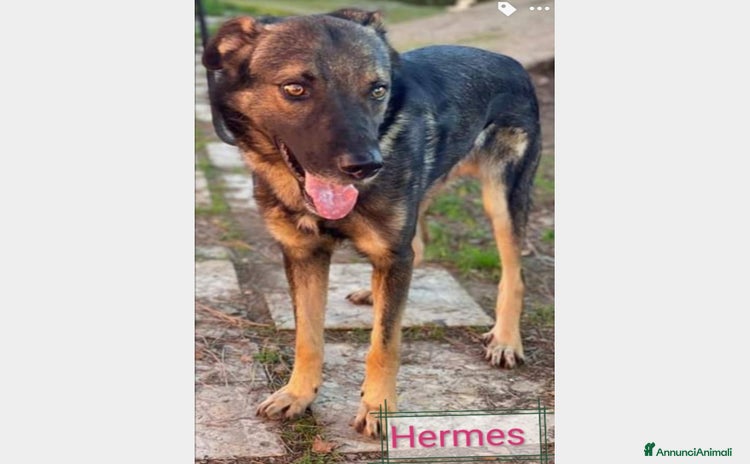 Meticcio cani a Roma - Annuncio 8
