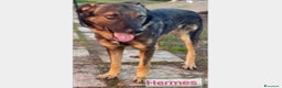 Meticcio cani in regalo: Hermes, dolcissimo, taglia media  a Roma - Annuncio 1