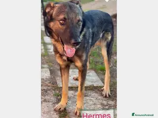 Meticcio cani Hermes, dolcissimo, taglia media a Roma - Annuncio 40