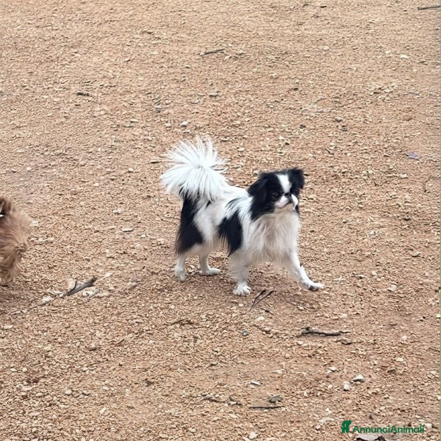 Chin cani in vendita: CUCCIOLI JAPAN CHIN / SPANIEL GIAPPONESE - Annuncio 2