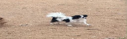 Chin cani in vendita: CUCCIOLI JAPAN CHIN / SPANIEL GIAPPONESE - Annuncio 1