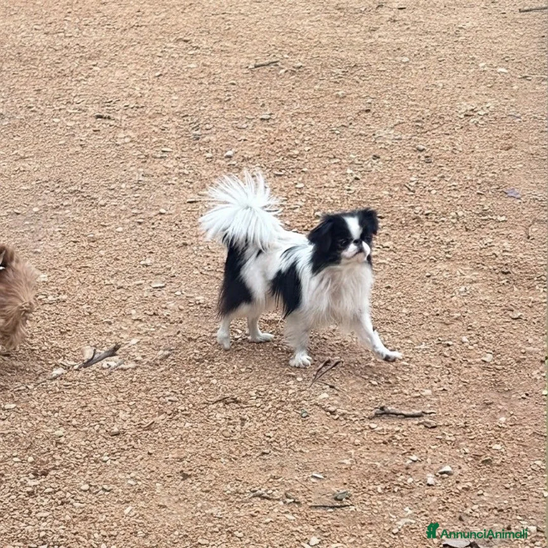 Chin cani in vendita: CUCCIOLI JAPAN CHIN / SPANIEL GIAPPONESE - Annuncio 1