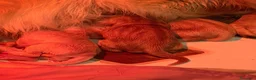 Golden Retriever cani in vendita: Cuccioli di golden Retriever  - Annuncio 7