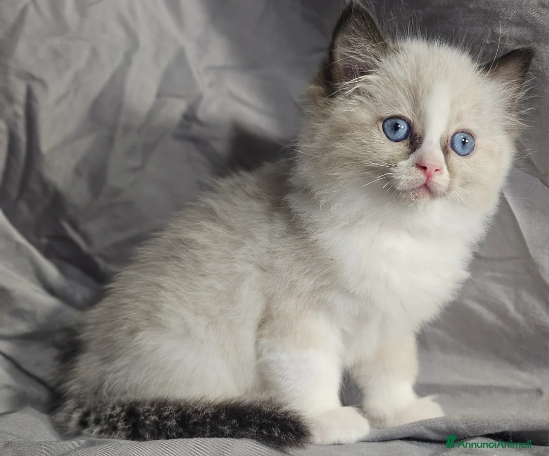 Ragdoll gatti in vendita: Stupenda cucciolata Ragdoll - Annuncio 9