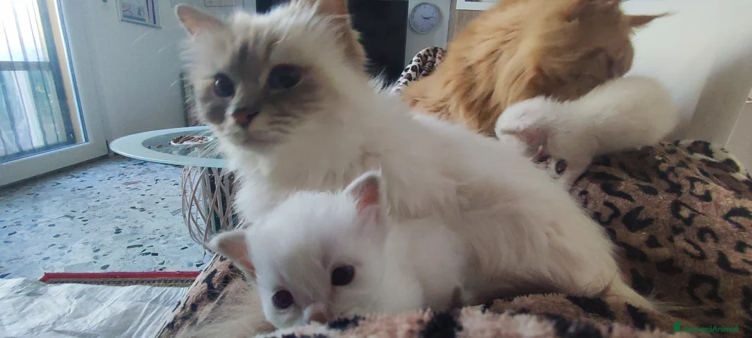 Sacro di Birmania gatti in vendita: Sacro di Birmania  - Annuncio 1