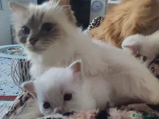 Sacro di Birmania gatti Sacro di Birmania - Annuncio 1