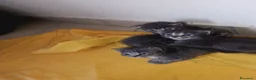 Certosino gatti in vendita: Gattini  - Annuncio 7