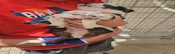 Meticcio cani in regalo: Leo: cucciolo taglia media  - Annuncio 4