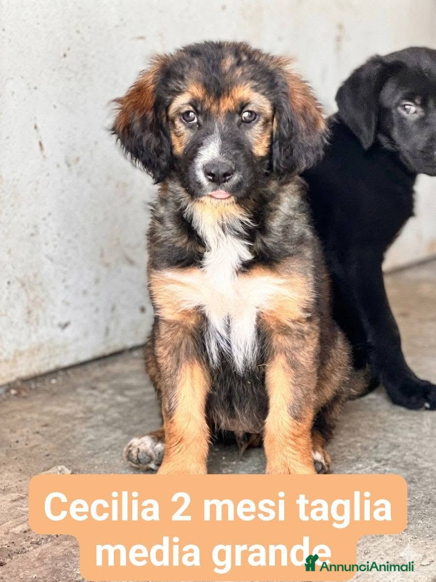 Meticcio cani Cecilia - Annuncio 1