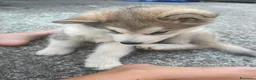 Alaskan Malamute cani in vendita: cucciolata di Alaskan Malamute - Annuncio 10
