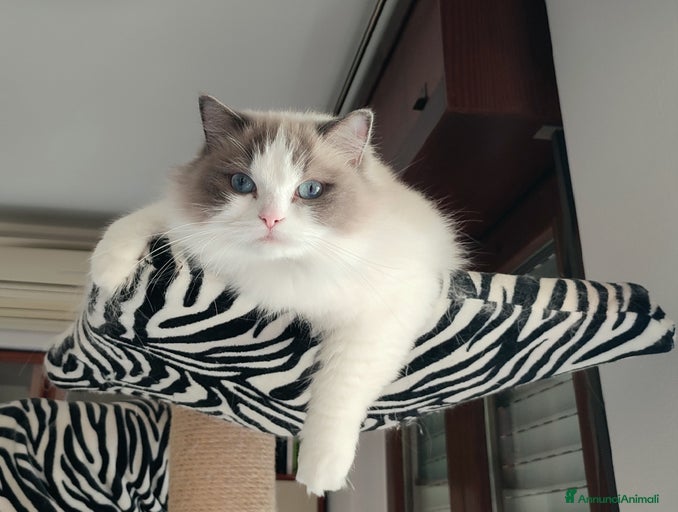 Immagine della galleria {{count}}