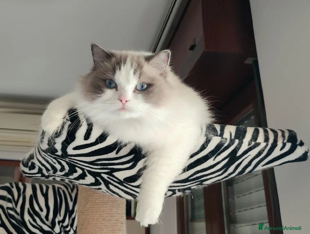 Immagine della galleria {{count}}