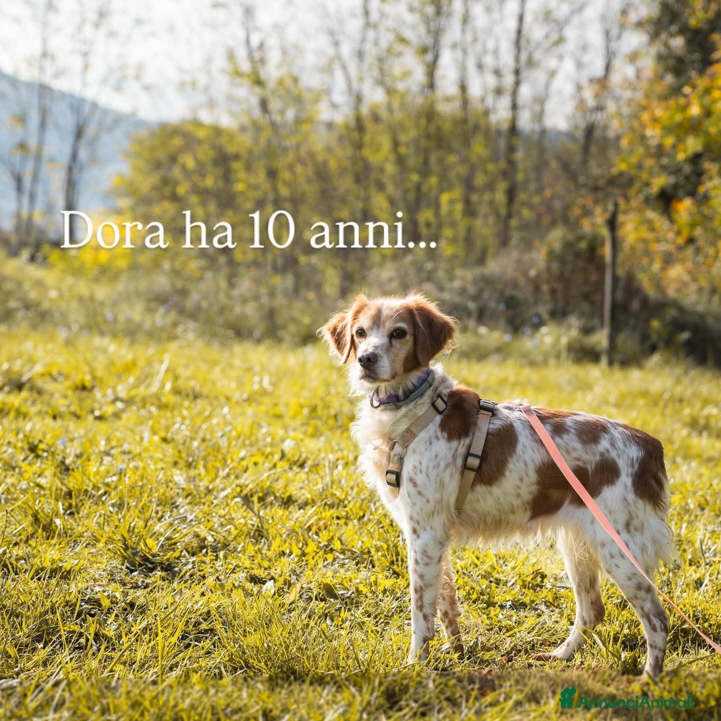 Meticcio cani Dora cerca casa - Annuncio 7