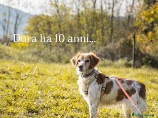 Meticcio cani Dora cerca casa - Annuncio 7