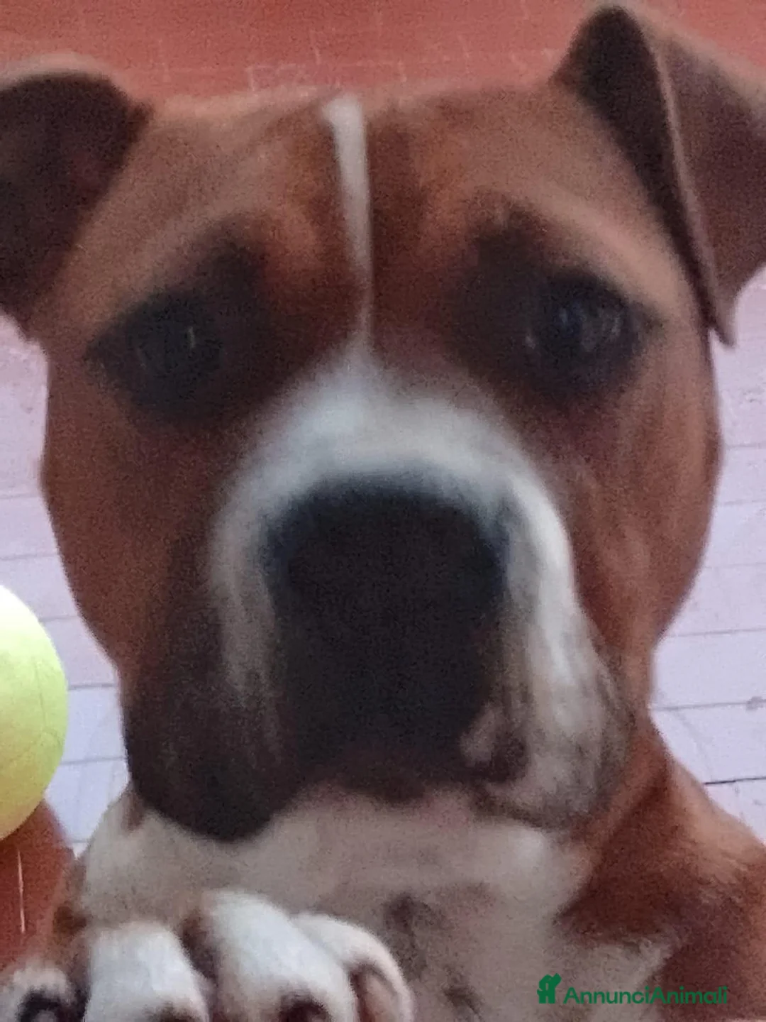 American Staffordshire cani in regalo: Pitbull  a Città metropolitana di Catania - Annuncio 3