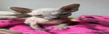 Sphynx Gattino 2