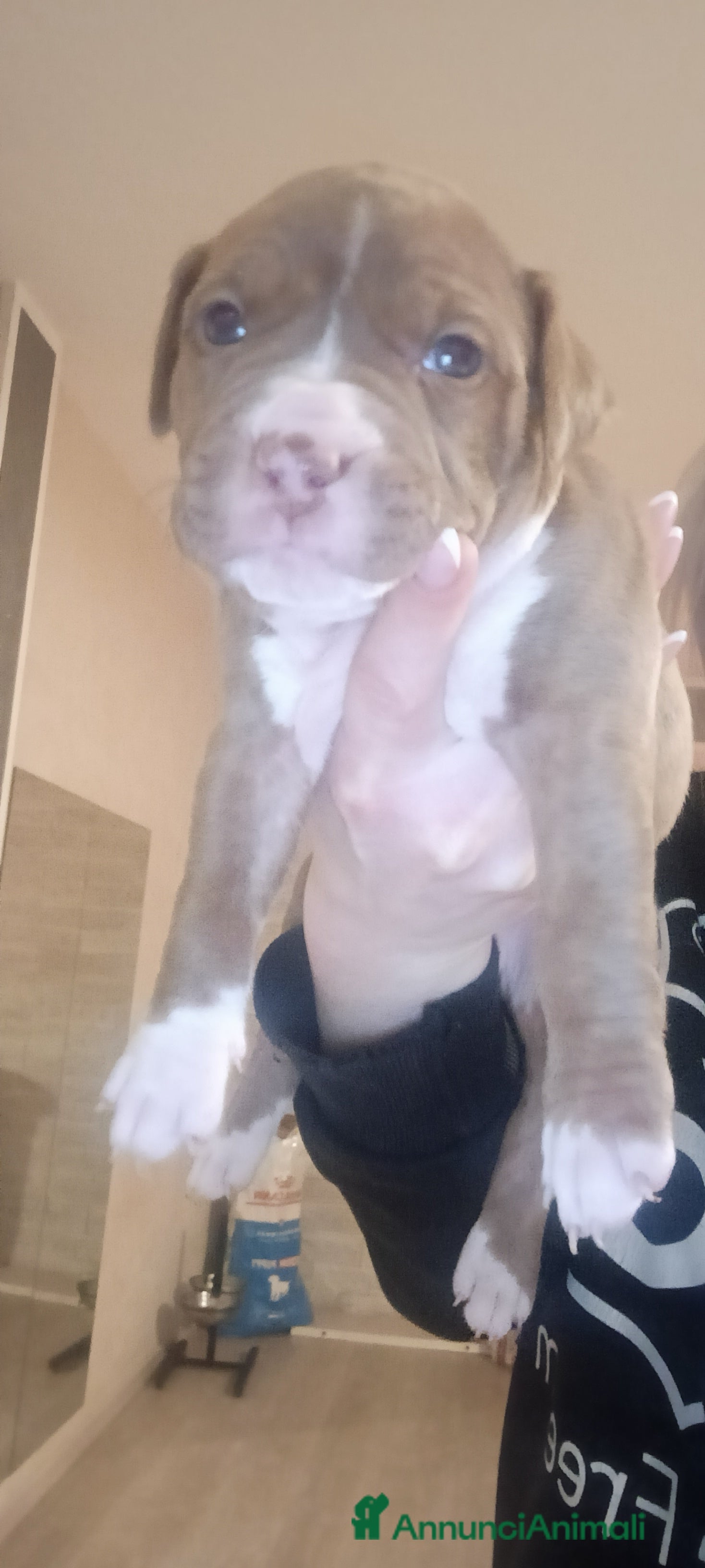 Pitbull cani Cuccioli di Pitbull con PEDIGREE  - Annuncio 2