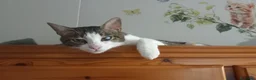 Europeo gatti in regalo: Affettuoso gattino da adottare, MICKY ! - Annuncio 3