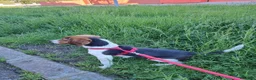 Beagle cani in regalo: BEAGLE IN ADOZIONE  a Provincia di Modena - Annuncio 3
