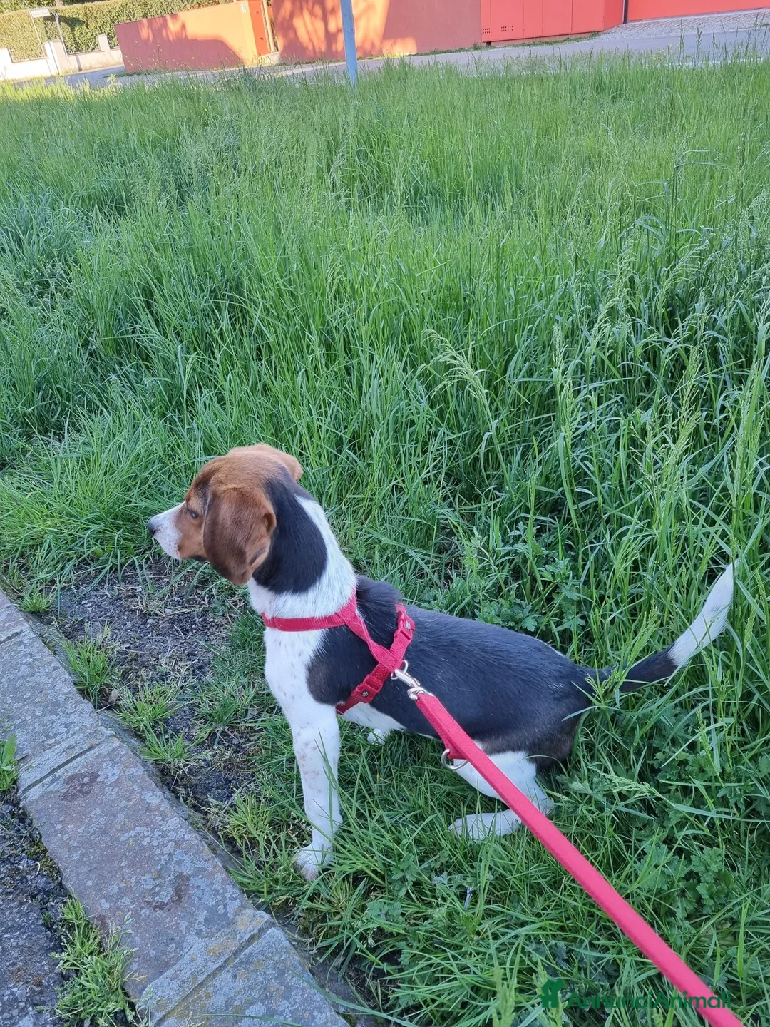 Beagle cani in regalo: BEAGLE IN ADOZIONE  a Provincia di Modena - Annuncio 3