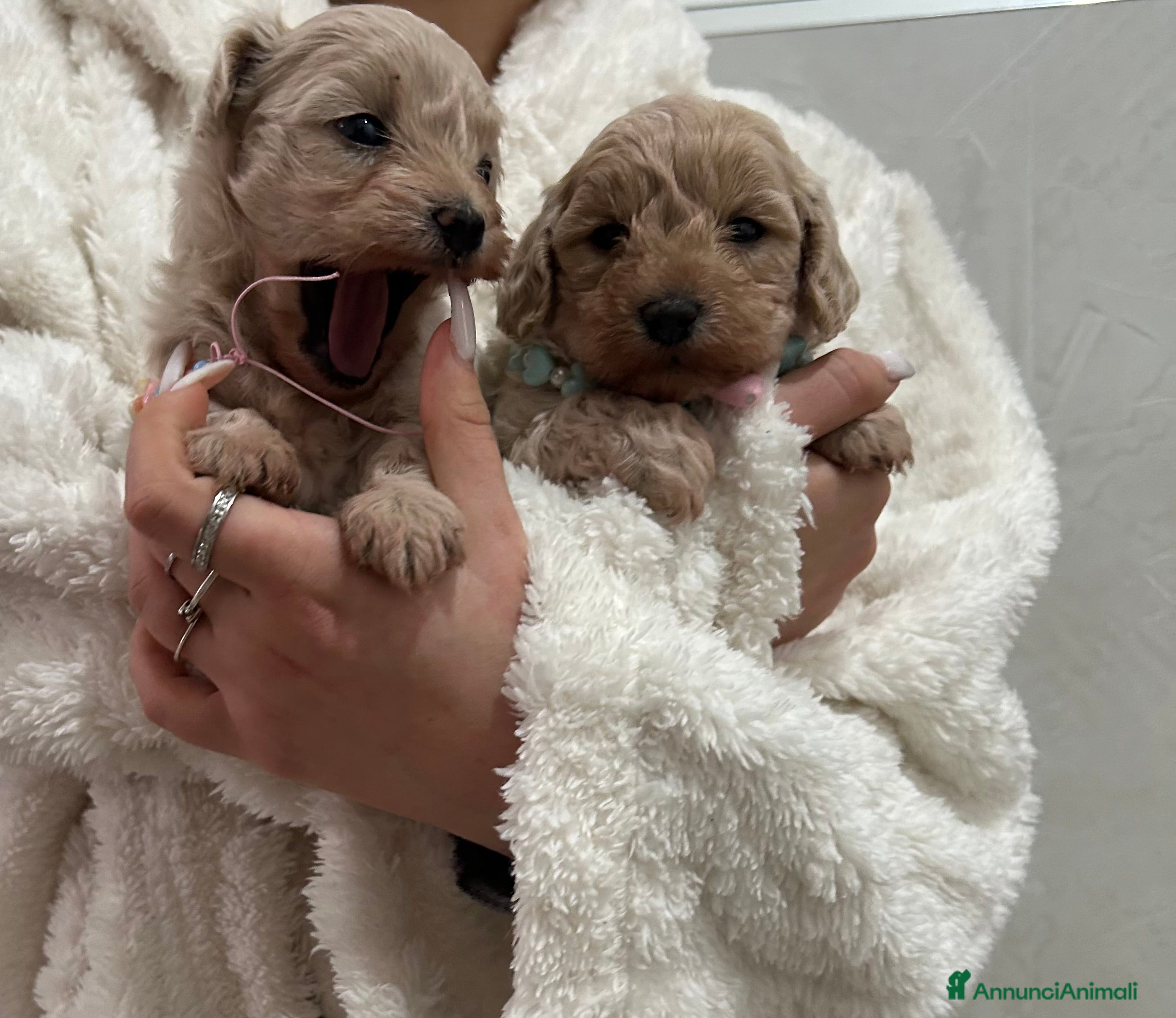 Maltipoo cani maltipoo - Annuncio 8