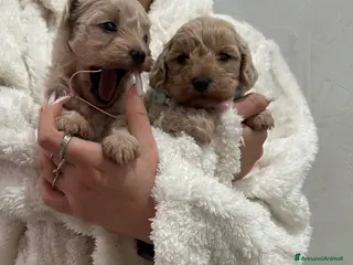 Maltipoo cani maltipoo - Annuncio 8