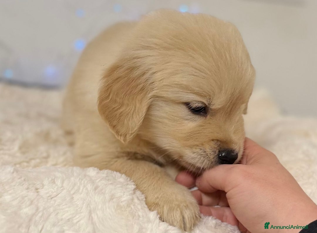 Golden Retriever cani in vendita: 🐾 Golden Retriever – disponibili da subito! 🐾 - Annuncio 7
