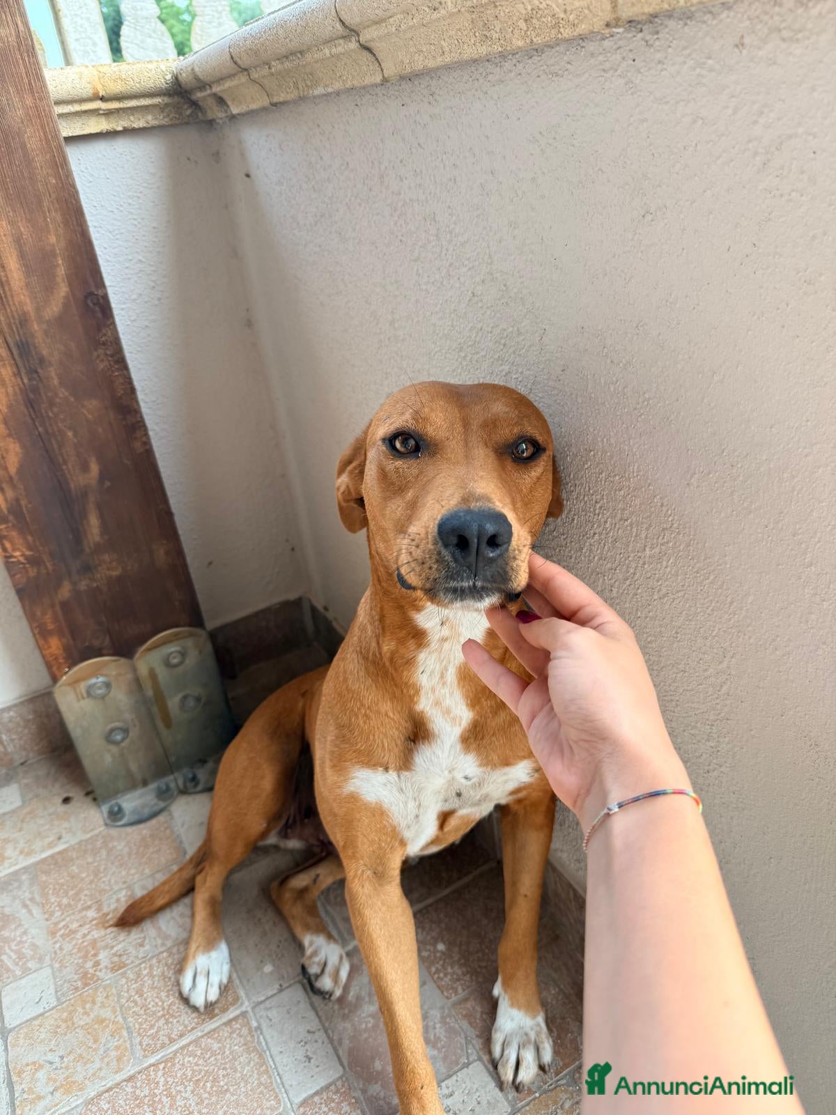 Meticcio cani  Luna - Annuncio 33
