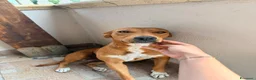 Meticcio cani in regalo:  Luna - Annuncio 1