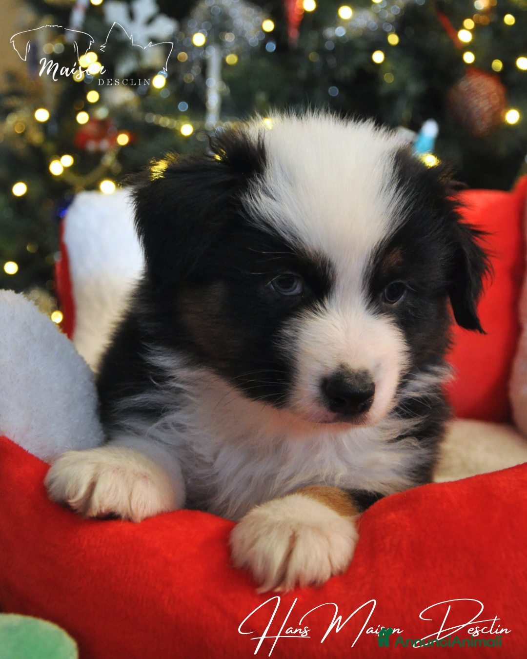 Australian Shepherd cani in vendita: Cuccioli pastore australiano  - Annuncio 4
