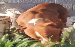 Pitbull cani in regalo: Pitbull 1anno bello e buonissimo. SOS CALABRIA  - Immagine 2