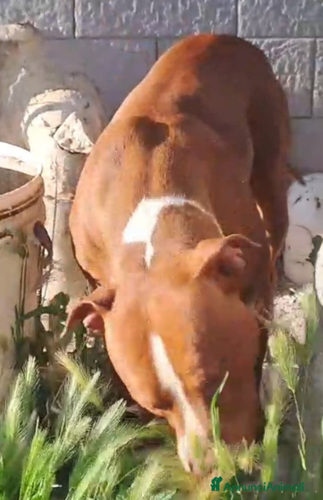 Pitbull cani in regalo: Pitbull 1anno bello e buonissimo. SOS CALABRIA  - Immagine 2