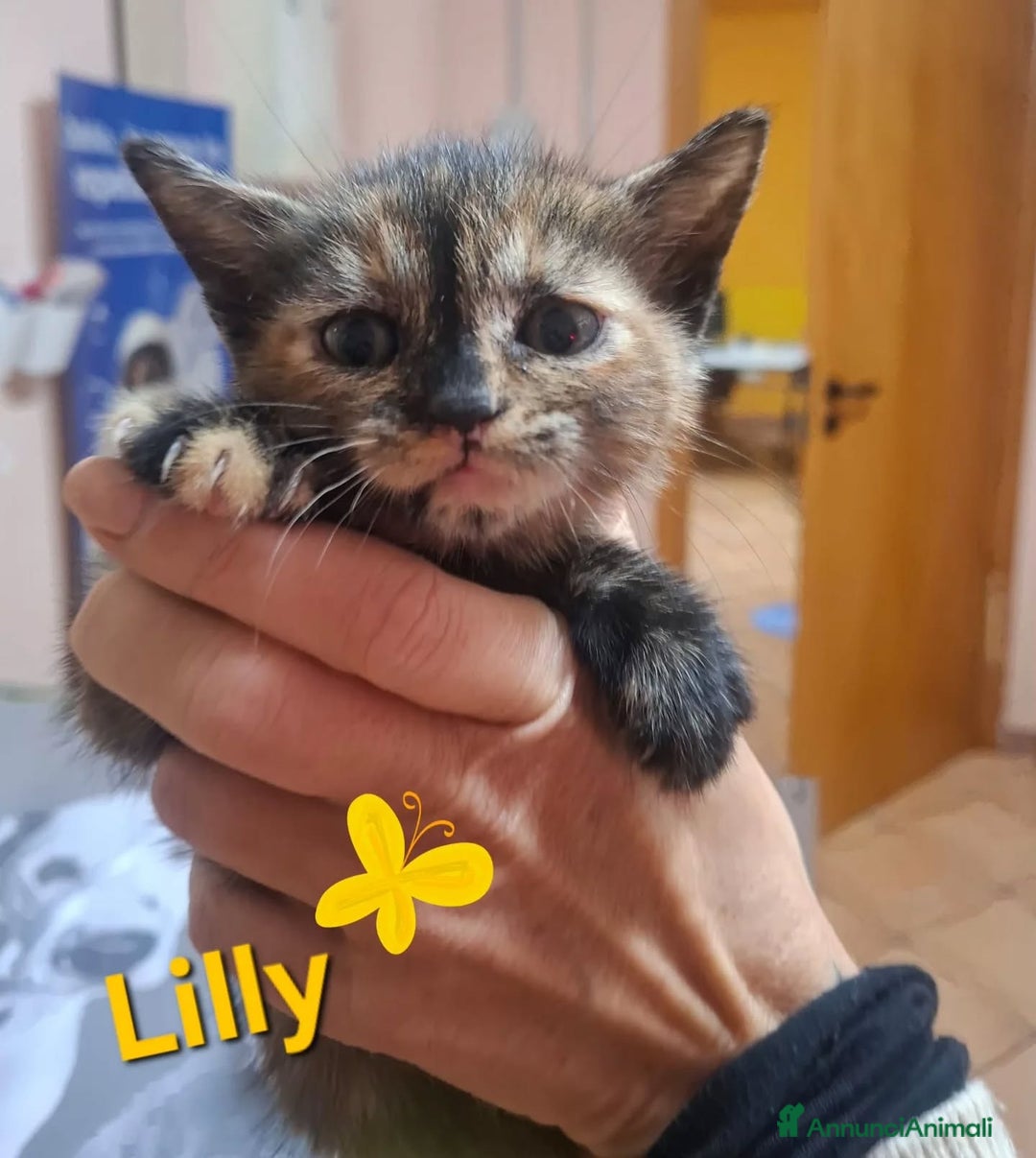Altre razze gatti in regalo: LILLY dolce gattina trovata per strada cerca casa! - Annuncio 3
