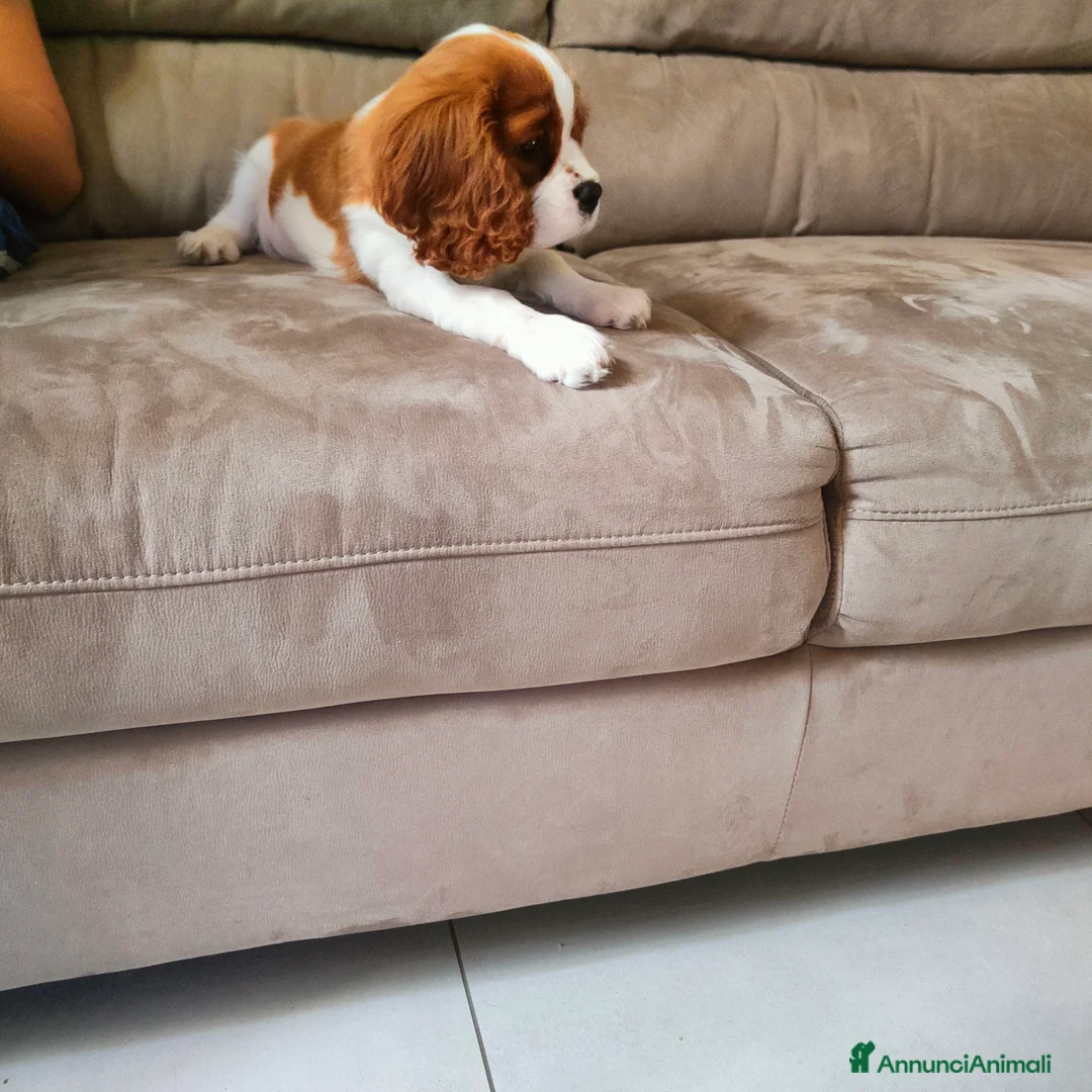 Cavalier King cani in vendita: Vendo bellissimo cucciolo di cavalier king maschio - Annuncio 3