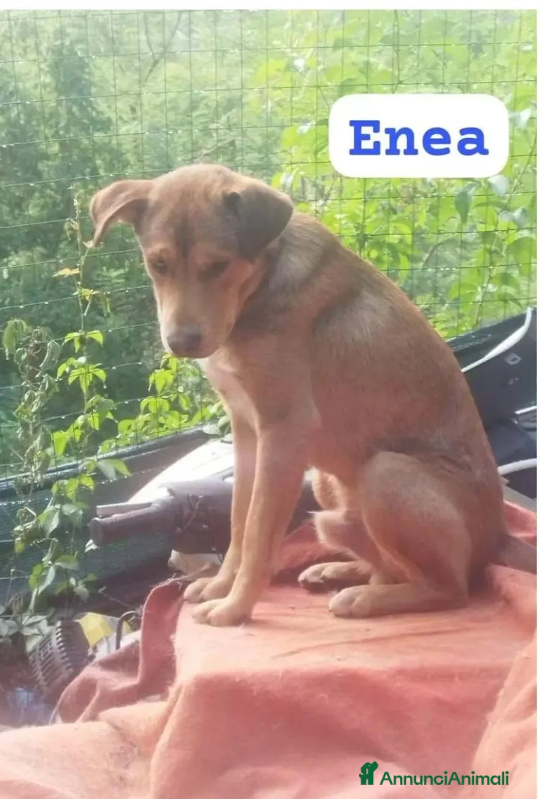 Meticcio cani in regalo: Enea 8mesi tg media RINUNCIA DI PROPRIETÀ!FIRENZE  - Annuncio 2