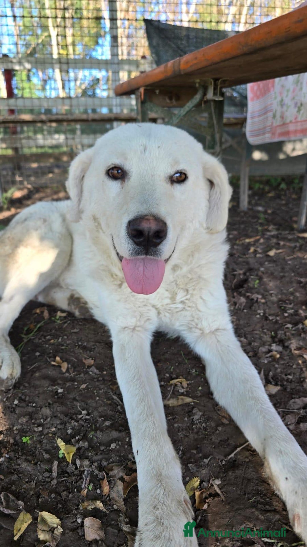 Meticcio cani in regalo: Craco dolcissimo cucciolone bianco  - Annuncio 1