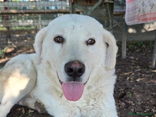 Meticcio cani Craco dolcissimo cucciolone bianco - Annuncio 37