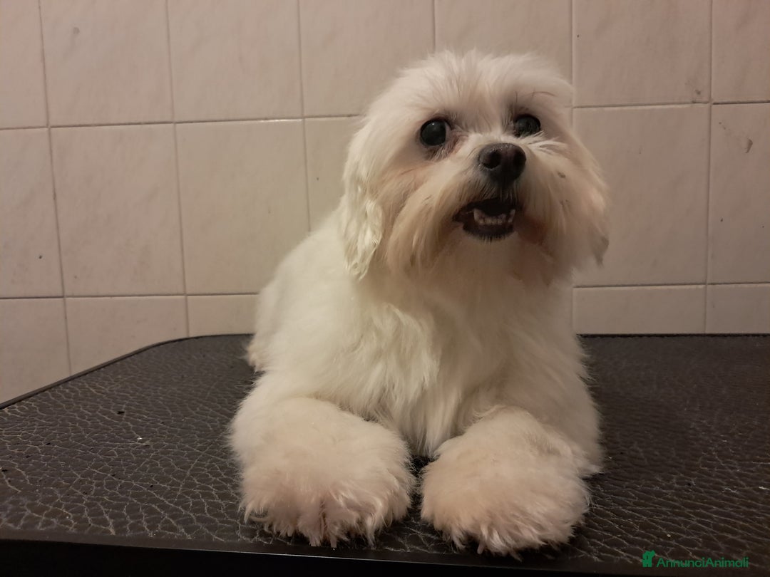 Maltese cani in vendita: Maltese  a Ente di decentramento regionale di Udine - Immagine 5