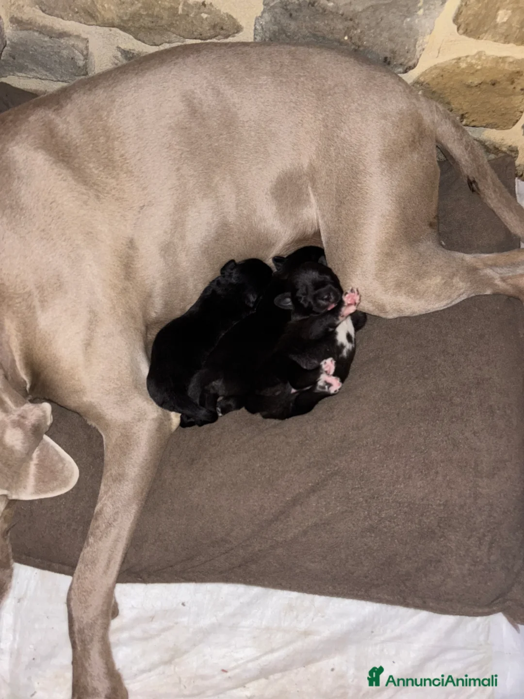 Meticcio cani in regalo: Incrocio tra due Husky/weimaraner - Annuncio 3