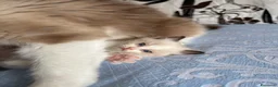 Ragdoll gatti in vendita: Gattino Ragdoll con pedigree - Annuncio 2