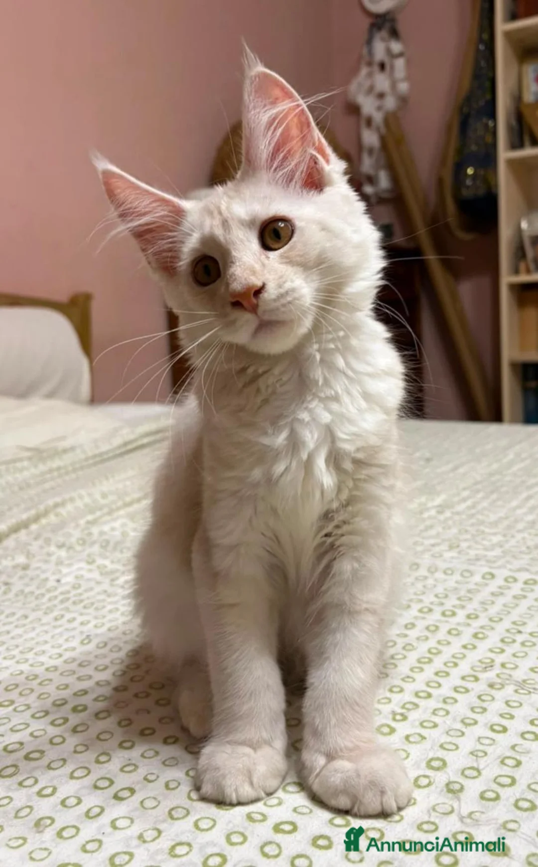 Maine Coon gatti in vendita: Cuccioli di Maine Coon  - Annuncio 6