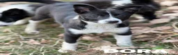 Border Collie cani in regalo: DORA, cucciola timidona. mix BORDER COLLIE - Annuncio 3