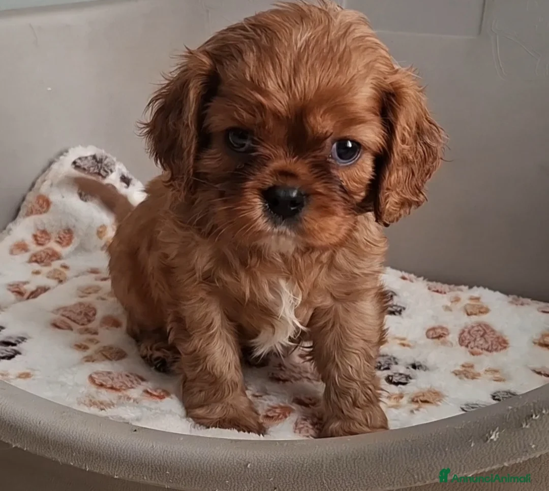 Cavalier King cani in vendita: Cuccioli di Cavalier king ruby - Annuncio 7