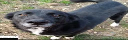 Meticcio cani in regalo: Lucy,4anni,salvata da avvelenamento,ok gatti.AVELL - Annuncio 1