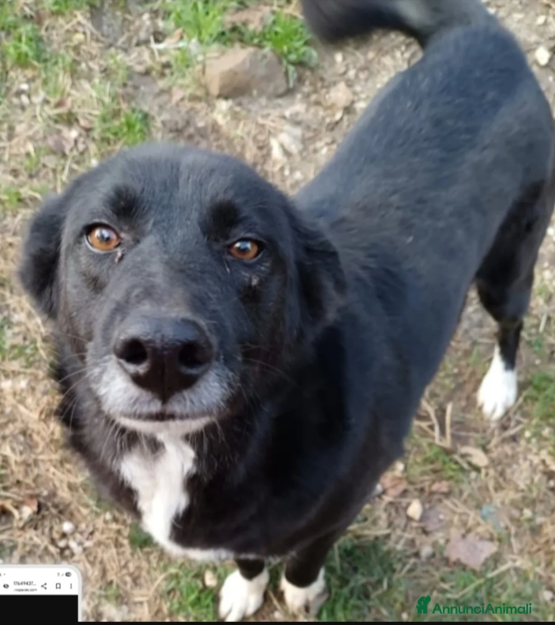 Meticcio cani in regalo: Lucy,4anni,salvata da avvelenamento,ok gatti.AVELL - Annuncio 1