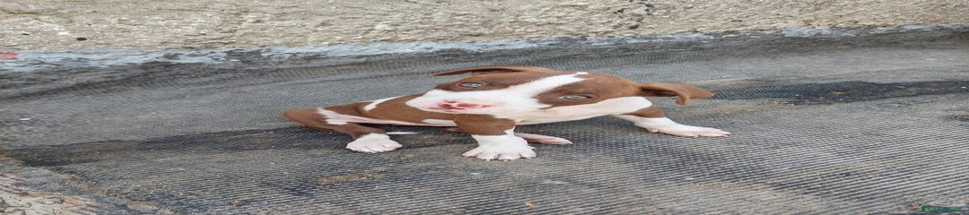 Pitbull Cucciolo 4